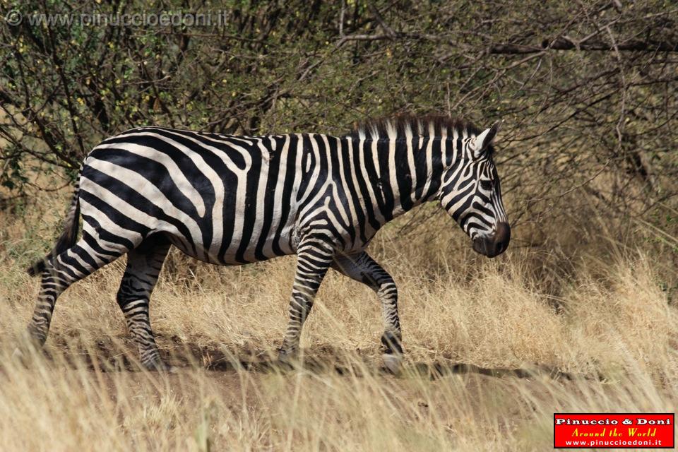 Ethiopia - Netch Sar Park - 10 - Zebra.jpg